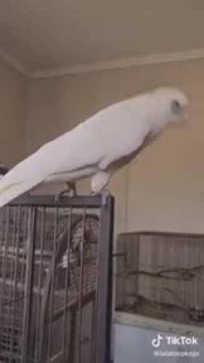 BiRd GeTs HoRRiFiCLy siCk