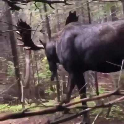 A moose on the path