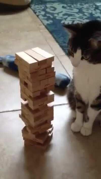 Video games are great, but sometimes it's nice to unplug and play a game of Jenga with your cat