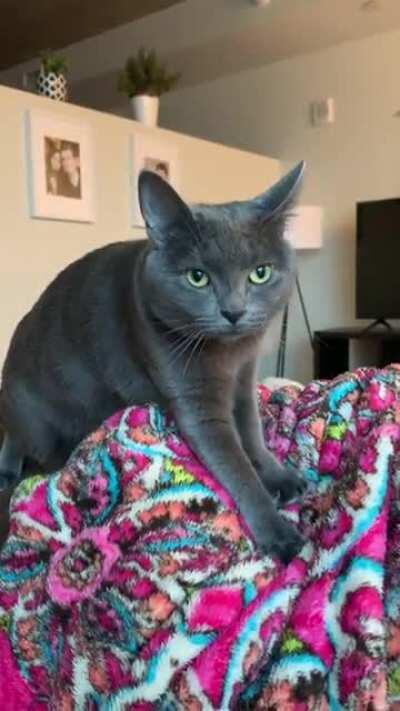 Miso, the local baker in Philadelphia!