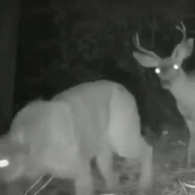 Whatcha lookin for boss