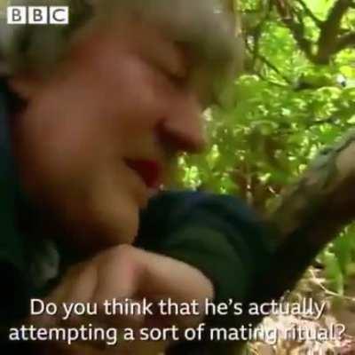 Can we arrest a bird?