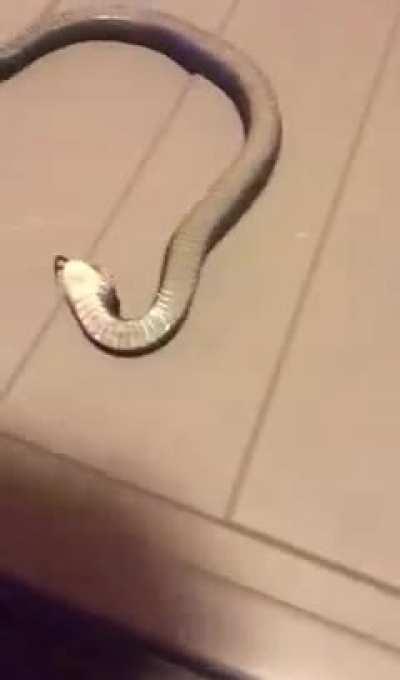 The drama! 🐍👈💀