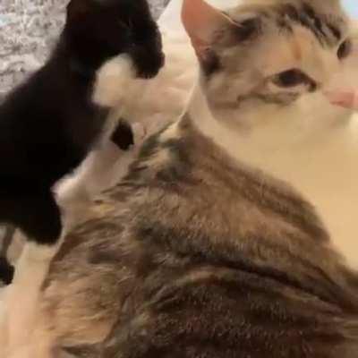 Touch tha pussy cat !