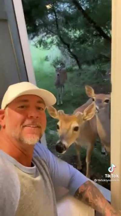 Friendly deer come over to say hello