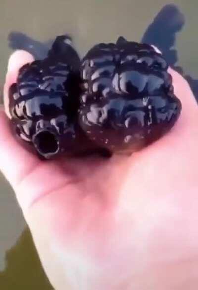 Forbidden sea berries, yummm