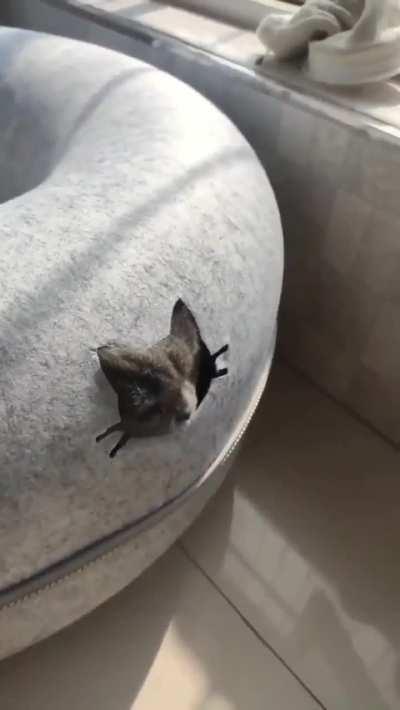 You may not like it, but this is what peak wunkus looks like. 