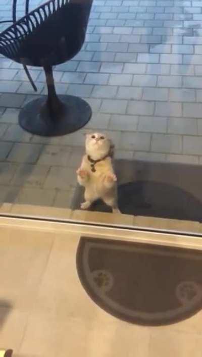 The Greebles are Inside the House! RUN!