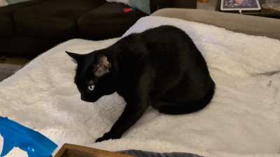 Making sure it's perfectly kneaded for a nap 🖤