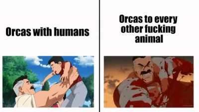 Boy do orcas hunt a variety of prey... but not humans!