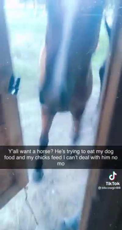 Horse busted horsing around
