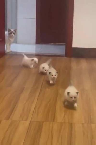 Look at their tails omg so cute 😍