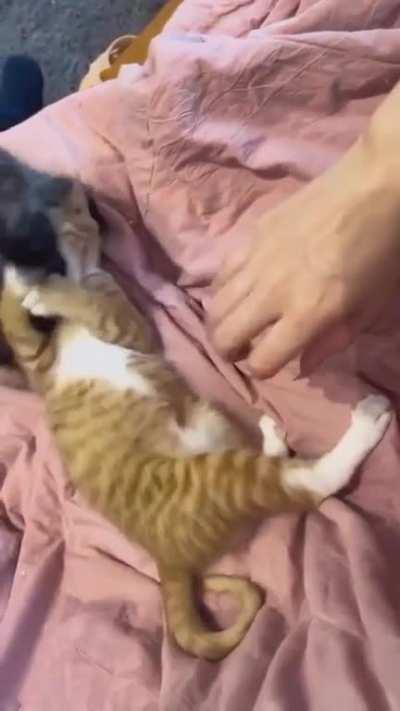 aaaaÂªÂªÂªÂªÂªÂª