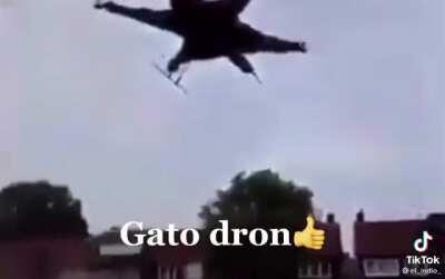 Gato dron