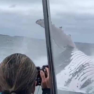 This really puts a humpback whales true size into perspective