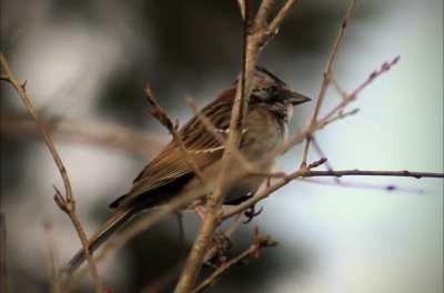 En exclusiva: el canto de un chincol