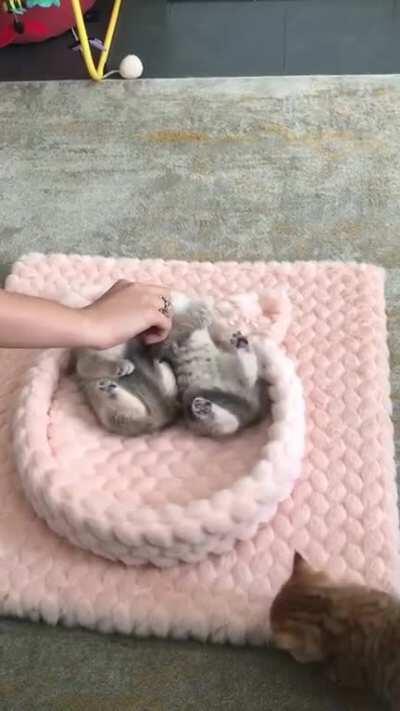 How To Fall Asleep The Kittens