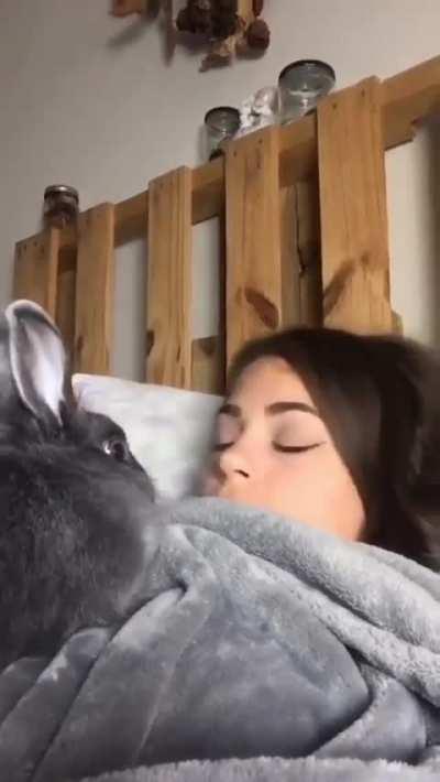 Why did the rabbit do this 