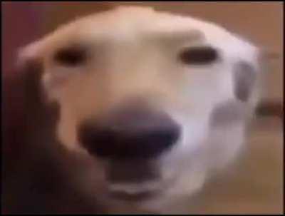 No es nada furry veanlo hasta el final