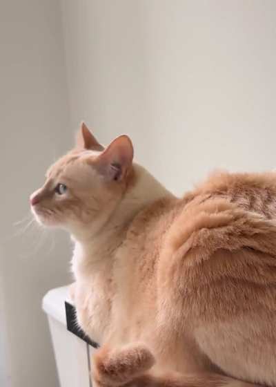 Apollo telling me a bug is around