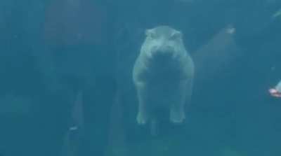 I'm a baby hippo.
