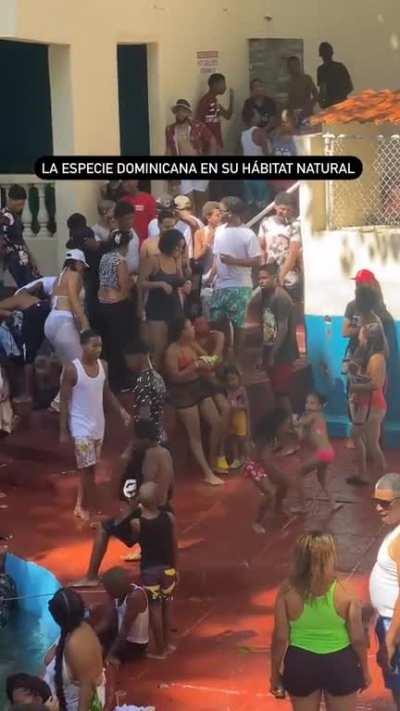 Macacos  in their natural habitat