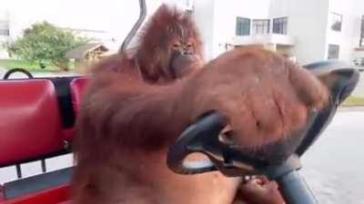 Orangutan driving a golf cart like an old grandpa