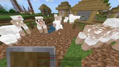 Just a peaceful video of my sheep farm