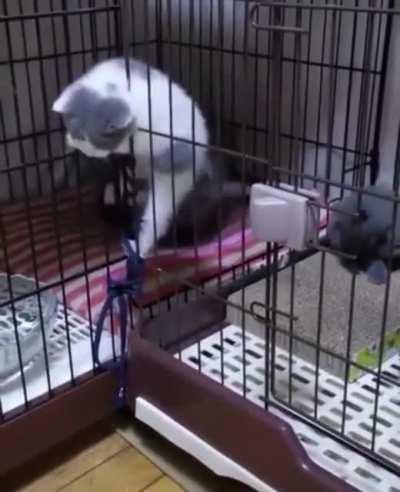 Tiny criminals escape their jail