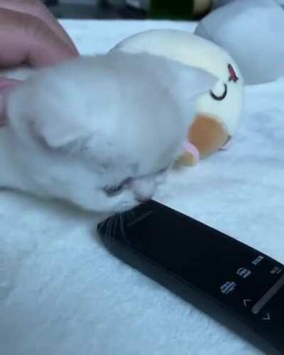 Wait, Let Me Grab The Remote