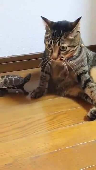 Mini skateboard has given this turtle a whole new perspective on life