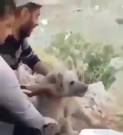 Rescuing a stuck bear