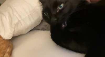 HMC while I chew on my foot