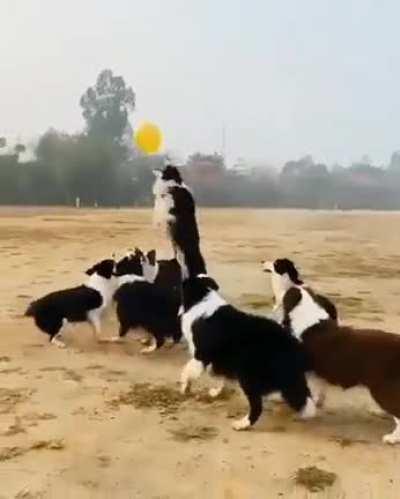 These dogs having a great time with a balloon