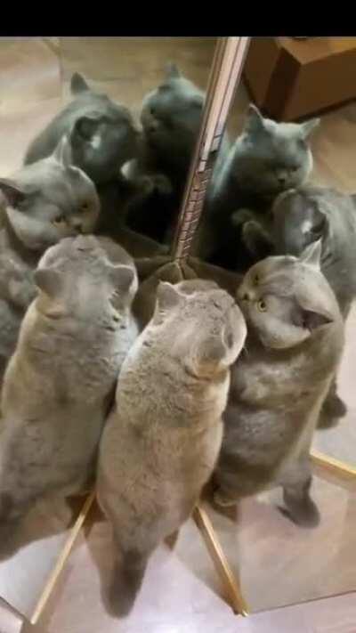 The multi dimensional kitty realm.