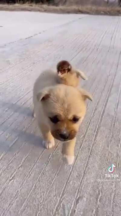 We all know Jeannie would love this