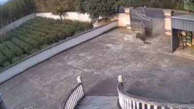 How strong is a Wild Boar