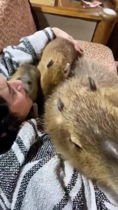 Woman shares her daily life with capybaras, and they become part of her family