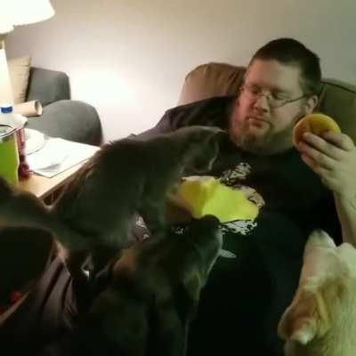 HMF while my cats want my fries