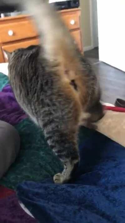 Tonks letting me know it’s time to get up before giving into the cuddles :)