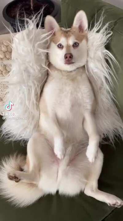 Not sure if this ultrasonic husky has been posted here before...