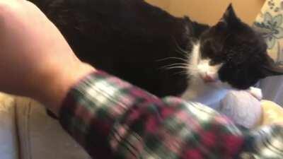 I hear you guys like masochistic cats. Here’s our 19 year old. He loves this