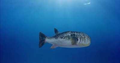 Haram pufferfish tetrodotoxin kills innocent Muslim man trying to make his way to Mecca 😢 فليرقد بسلام