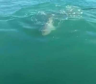 There is always a bigger fish