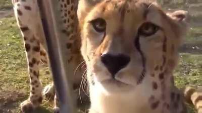 Cheetahs don’t roar, they meow like house cats