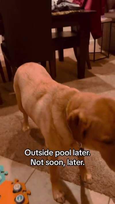 Talking dog has big feelings