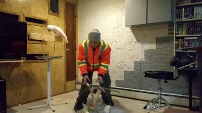 Swearing Parrot Goes Berserk After Owner Destroys Cage