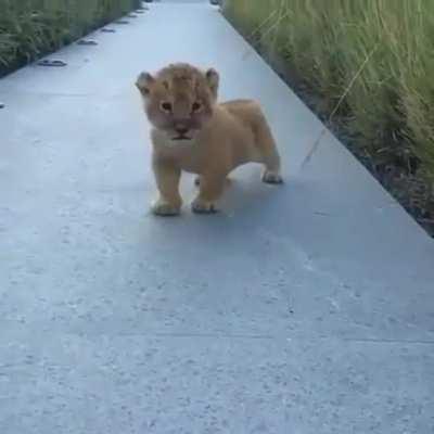 Baby lion trying to roar (uploaded this earlier without sound accidentally)