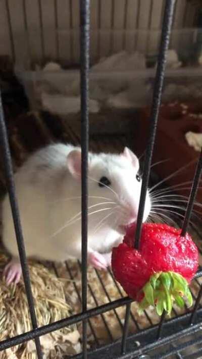 Had to say goodbye to my big boy Egg yesterday. To appreciate his cuteness, here’s a video of him politely eating a strawberry. Hope there’s lots of strawberries over the rainbow bridge Eggy ❤️