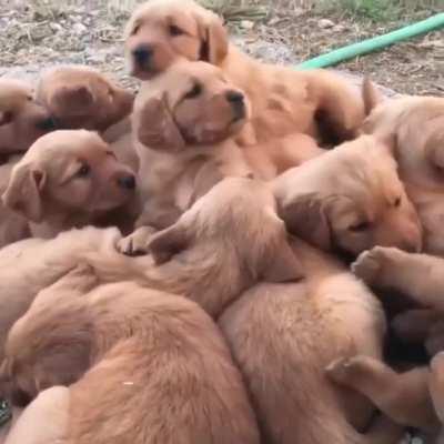 Family of puppers waking up from a nap